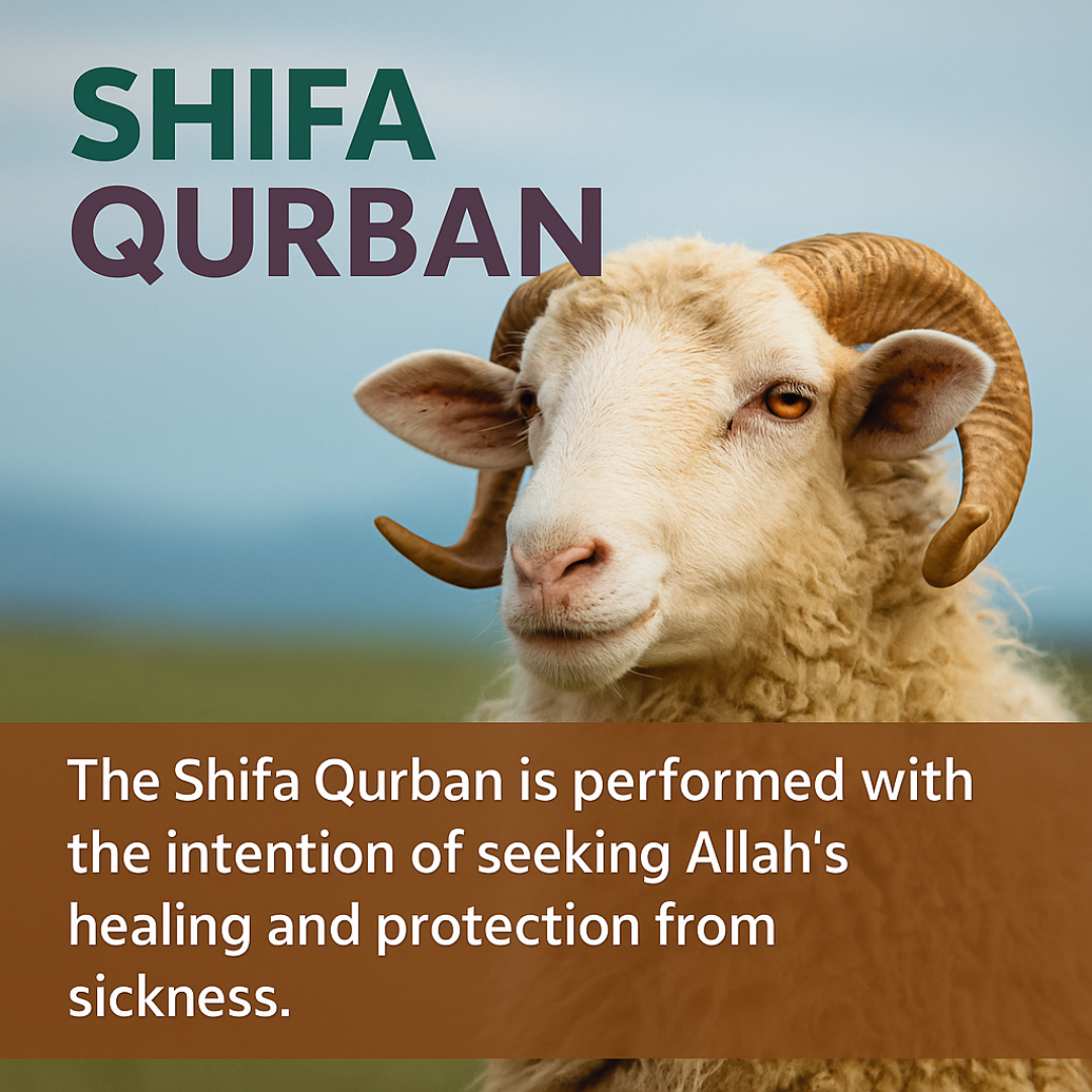 Shifa Qurban (Sheep/Goat)